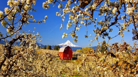 Countryside House in Spring