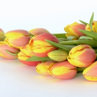 Tulips