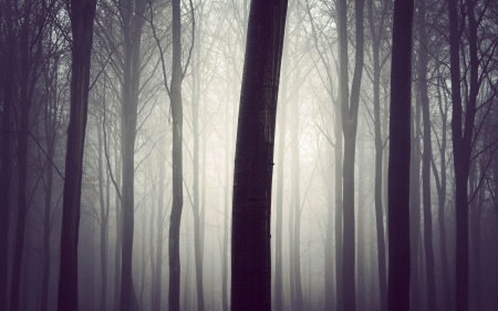 Morning Mist - nature, trees, forest, fog, filter, mist