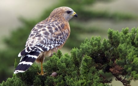 Buteo Lineatus-(Hawk) - bird, trees, branch, animal, hawk