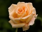 Delicate Orange Rose