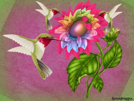 HUMMINGBIRDS - THREE, HUMMINBIRDS, FLOWER, CREATION