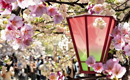 Lantern in a Park - park, tree, lantern, pretty