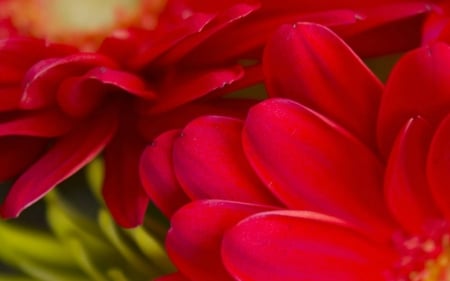 Red Petals - flowers, red, petals, nature