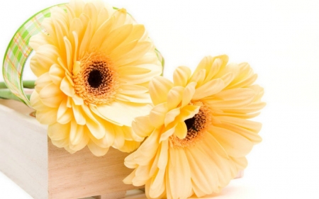 Yellow Gerbera - flowers, yellow, petals, nature