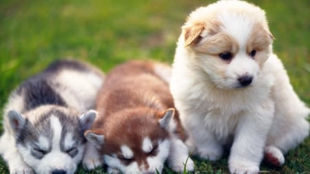 Three Puppies