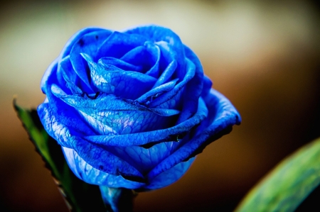 Blue Rose - rose, flower, nature, blue