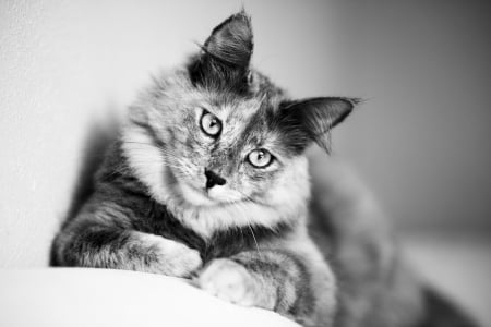 Cute Cat - pet, cute, cat, animals