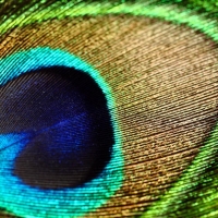 Peacock feather