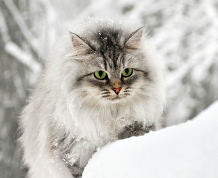 Cat - white, animal, winter, pisica, snow, cat