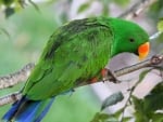 Blue Tail Green Parrot