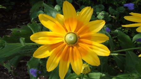 Irish Eyes - nature, yellow, irish, flower, petals