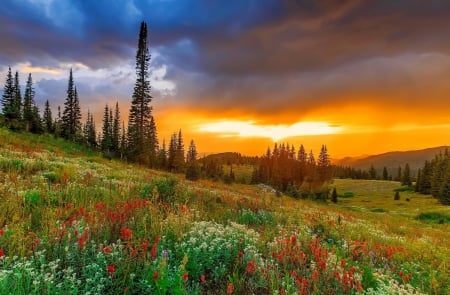 Wildflower sunset - hills, amazing, beautiful, USA, Rocky, meadow, wildflower, mountain, sunset, Colorado, fiery, sky