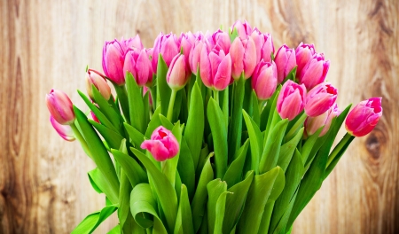 Pink Tulips - pretty, Flower, Tulip, pink