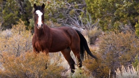 Spanish Mustang Horse - spanish, animal, mustang, horse, wild