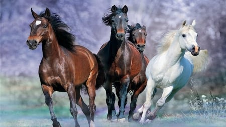 Galloping Horses - horses, wild, animal, running, galloping