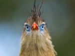 Red-Legged Seriema