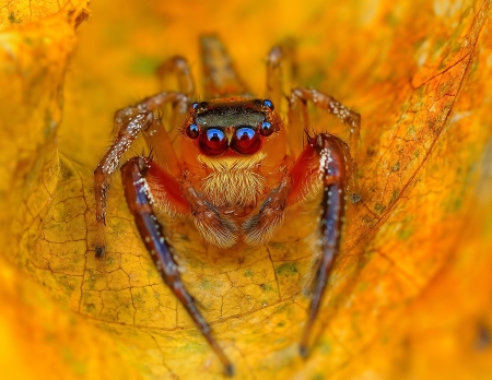 Spider - paianjen, spider, orange, yellow, insect, eyes