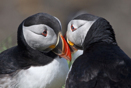 Puffins - bird, black, puffin, white, cute, pasare, orange, couple