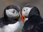 Puffins