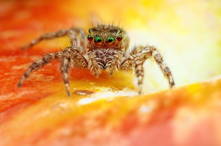 Spider - macro, yellow, paianjen, eyes, spider, orange