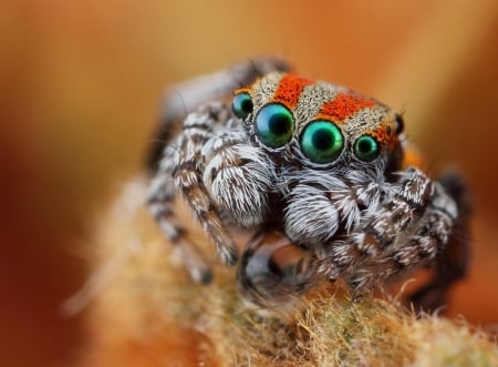 Spider - spider, black, green, eyes, insect, orange, paianjen