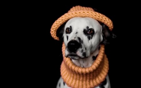 Hat And Scarf - cute, dogs, animals, funny