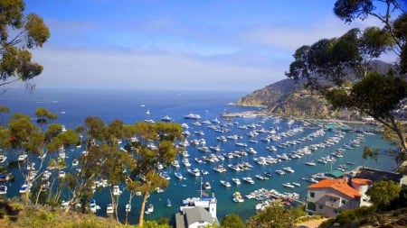 Resting On Santa Catalina Island, California - boats, trees, shore, nature, resting, beach, island, sea