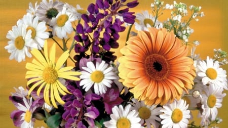 FLOWERS - stems, petals, gerberas, colors, daisies