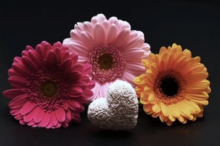 GERBERAS - daisies, petals, colors, heart