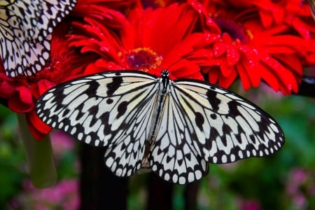 BUTTERFLY - flowers, wings, petals, colors