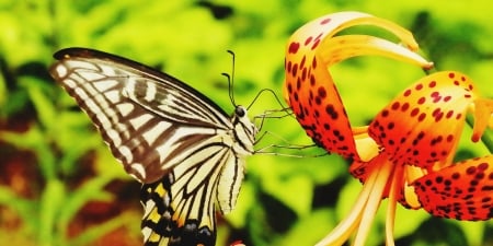 BUTTERFLY - FLOWER, WINGS, COLORS, PETALS