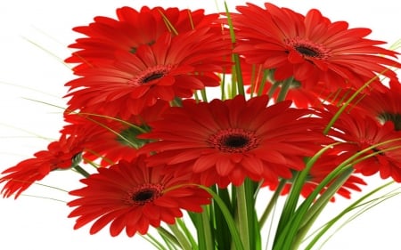 GERBERA DAISIES - leaves, colors, stems, petals