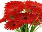 GERBERA DAISIES