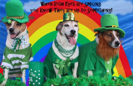 Saint Patrick's Day - st patricks day, rainbow, saint patricks day, patricks day, dogs, hats, mug