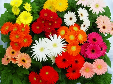 DAISIES - leaves, petals, colors, gerberas