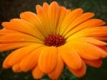 GERBERA