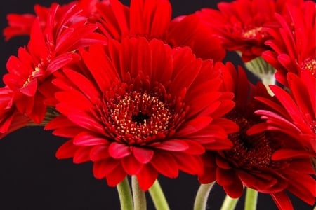 GERBERAS - green, stems, petals, red