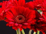 GERBERAS