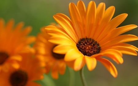 DAISIES - colors, flowers, stems, petals