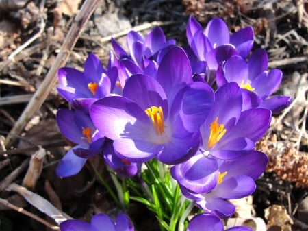 CROCUS - leaves, petals, nature, color