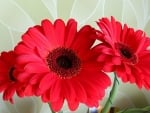 GERBERAS