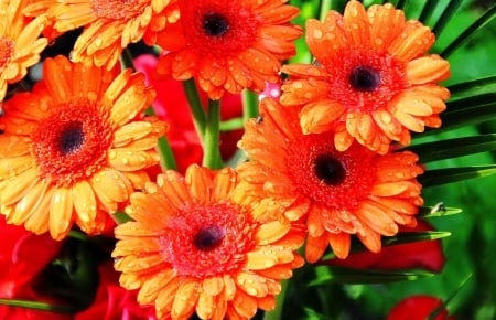 GERBERAS - daisies, leaves, petals, colors