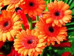 GERBERAS