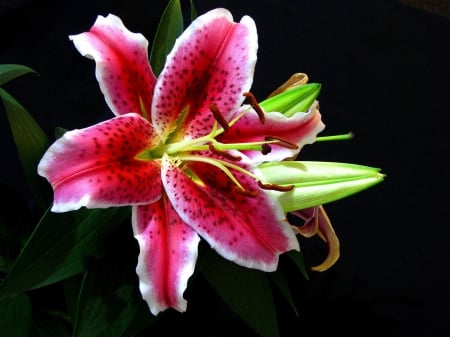 LILY - leaves, petals, nature, colors