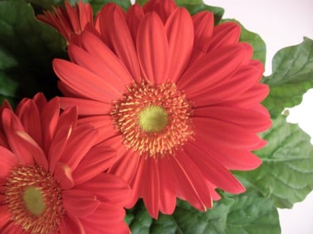 GERBERAS - leaves, petals, nature, colors