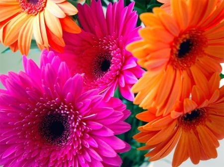 GERBERAS - daisies, leaves, petals, colors