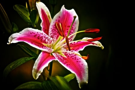 LILY - leaves, petals, colors, stem