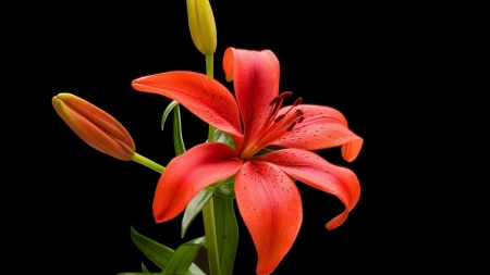 LILY - leaves, colors, stems, petals