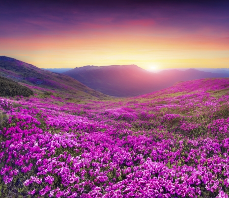 â™¥ - flowers, sky, pink, nature